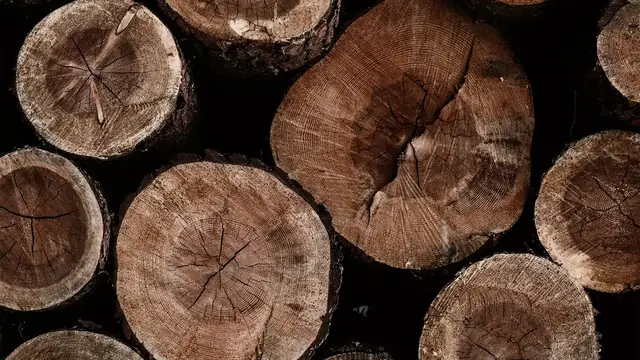 Stammholz Großmengen