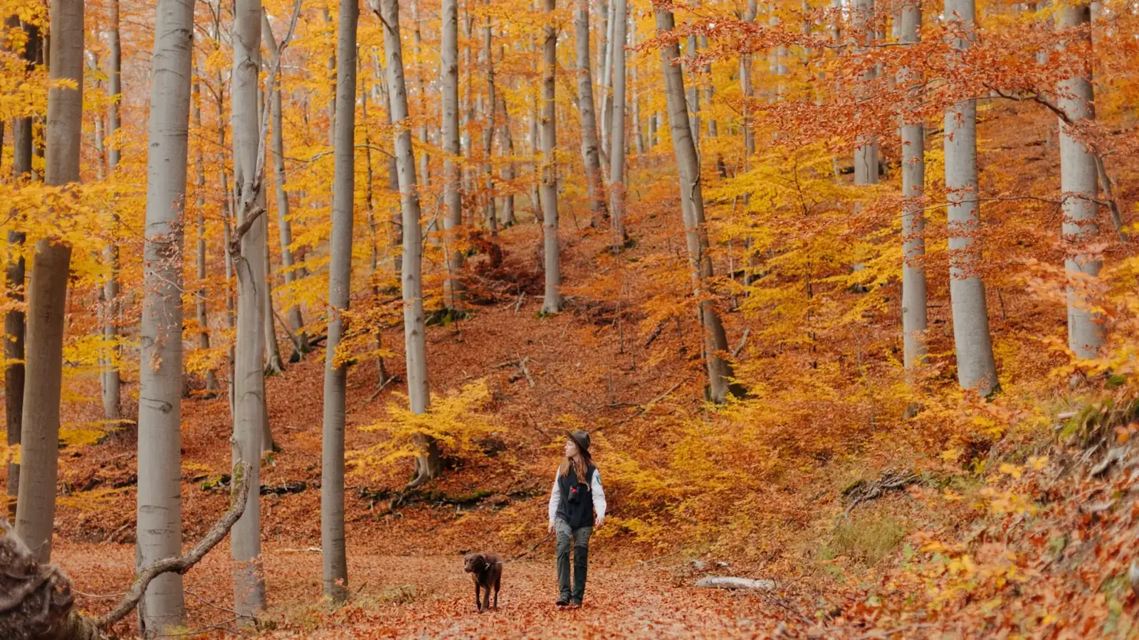 Deutscher Wald mit warmem Herbstlicht